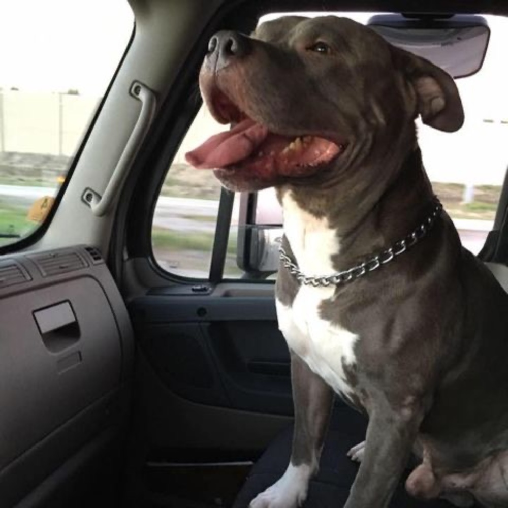 Meet your Posher, Hector